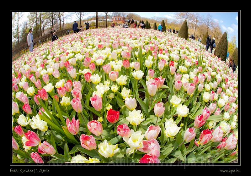 Keukenhof Hollandia 089.jpg